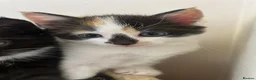 Mixed Breed cats for sale: Lovely, happy & friendly litter of kittens - Advert 7