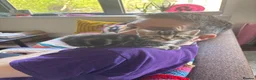 Mixed Breed cats for sale: Extremely Affectionate Bengal Mix Girl 🩷 - Advert 5