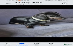 Dachshund dogs for sale: Unusual colour beautiful miniature dachshound pups - Advert 3