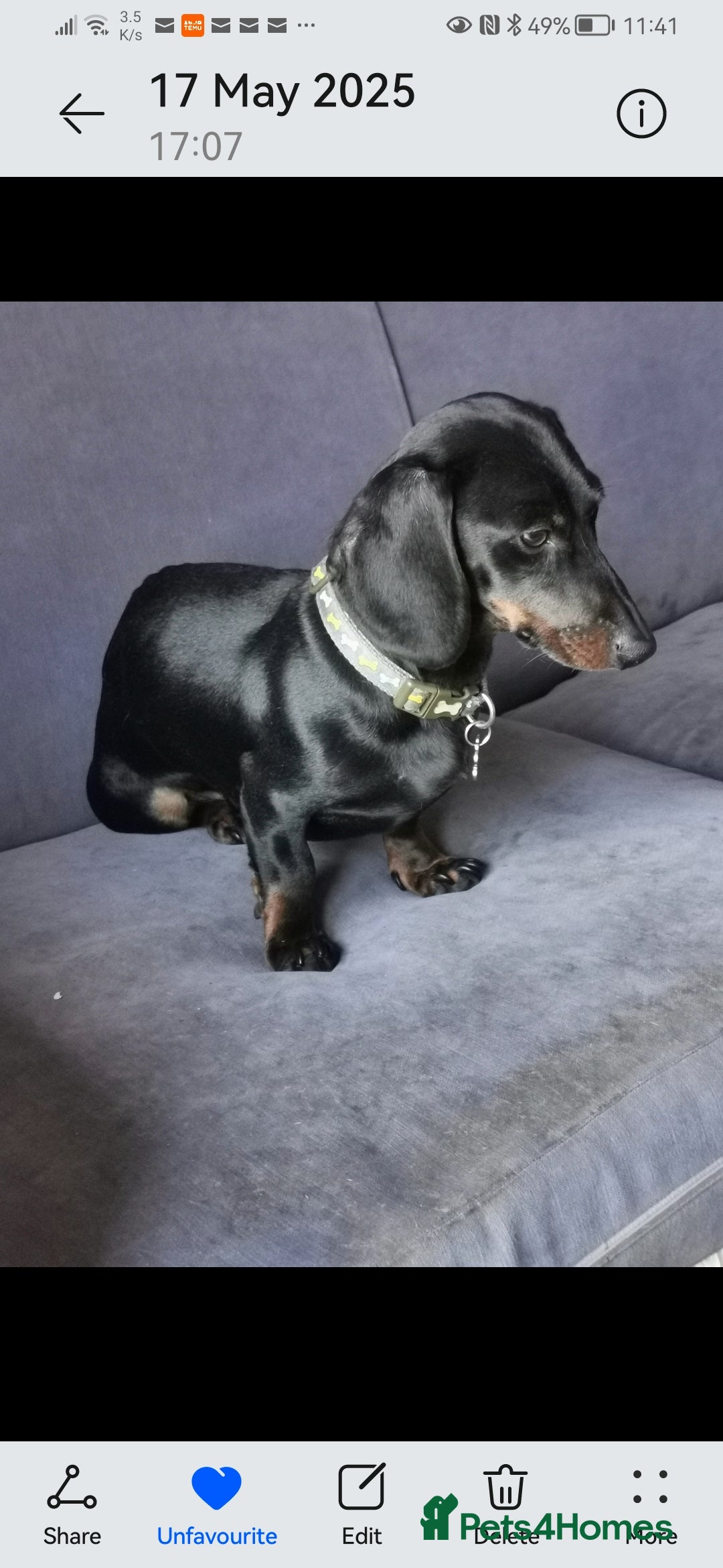 Dachshund dogs for sale: Unusual colour beautiful miniature dachshound pups - Advert 3