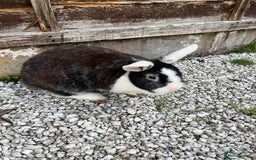 English rabbits for sale: 2 Rabbits Free - Image 2