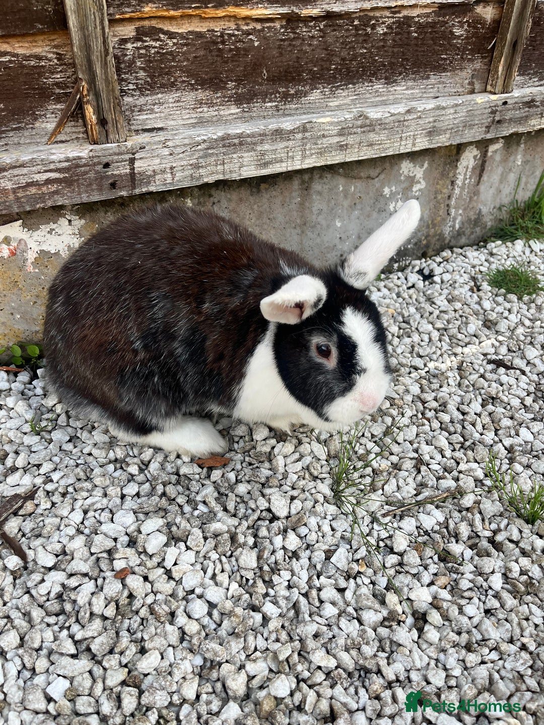 English rabbits for sale: 2 Rabbits Free - Image 2