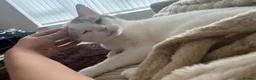 Domestic Shorthair cats for sale: Male cat for adoption  in Luton - Advert 4