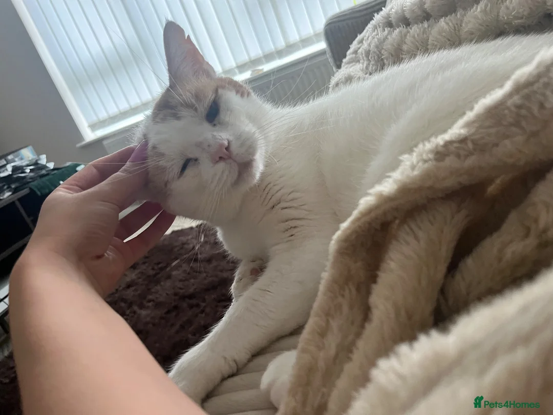 Domestic Shorthair cats for sale: Male cat for adoption  in Luton - Advert 4
