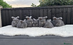 Angora rabbits for sale: Harlequin and blue (grey ) angoras  - Image 14