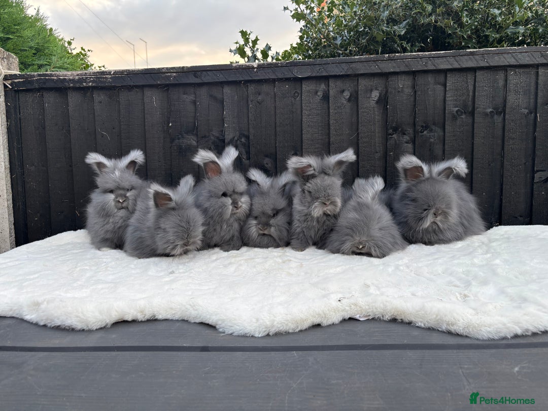Angora rabbits for sale: Harlequin and blue (grey ) angoras  - Image 14