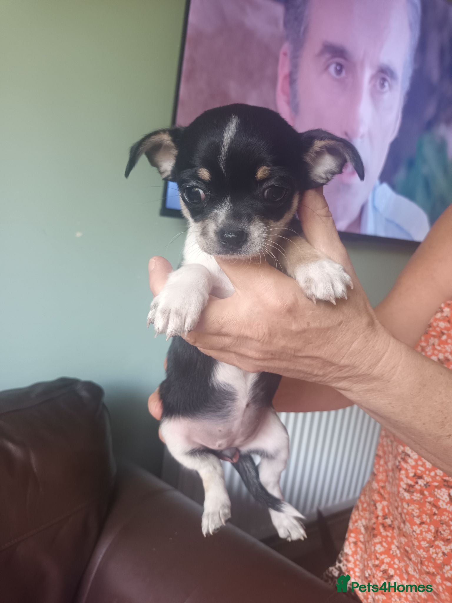 Chihuahua dogs 5 beautiful chihuahua pups  - Advert 2