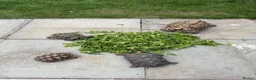 Tortoise reptiles for sale: 30yr old leopard tortoise - Advert 9