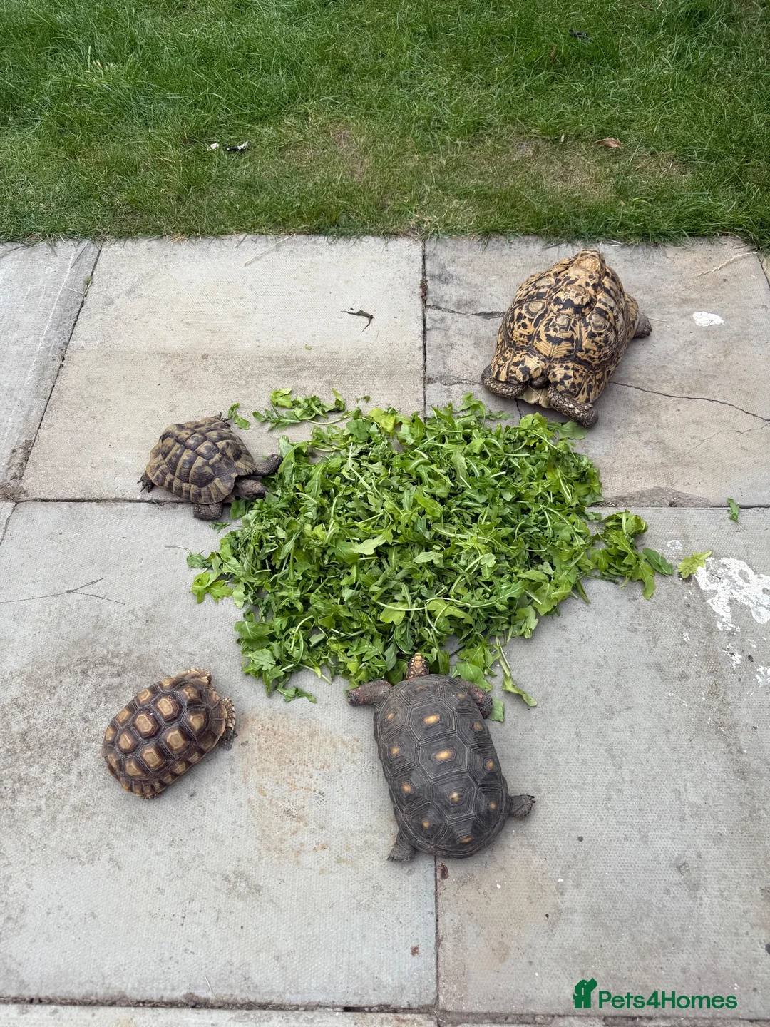 Tortoise reptiles for sale: 30yr old leopard tortoise - Advert 9