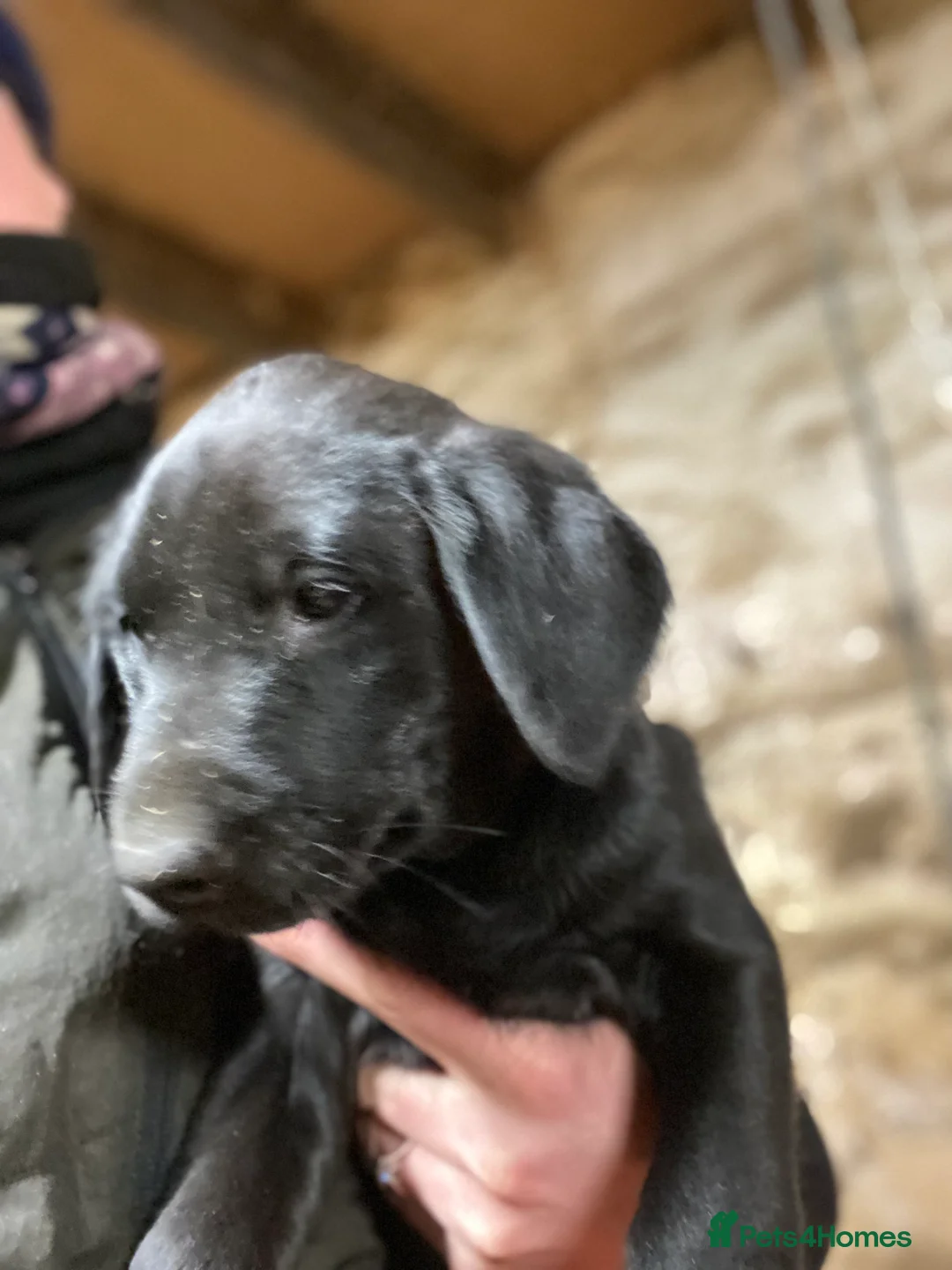 Labrador Retriever dogs for sale: Lab puppies ready next week - Advert 4