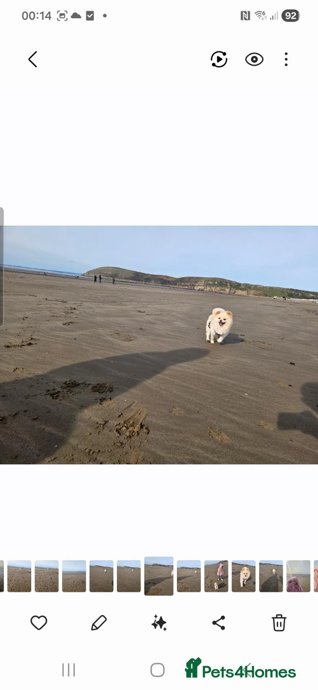 Pomeranian dogs for sale: Rehome a beautiful Pomeranian  in Bristol - Advert 4