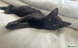 Mixed Breed cats for sale: Female black kitten  - Image 4