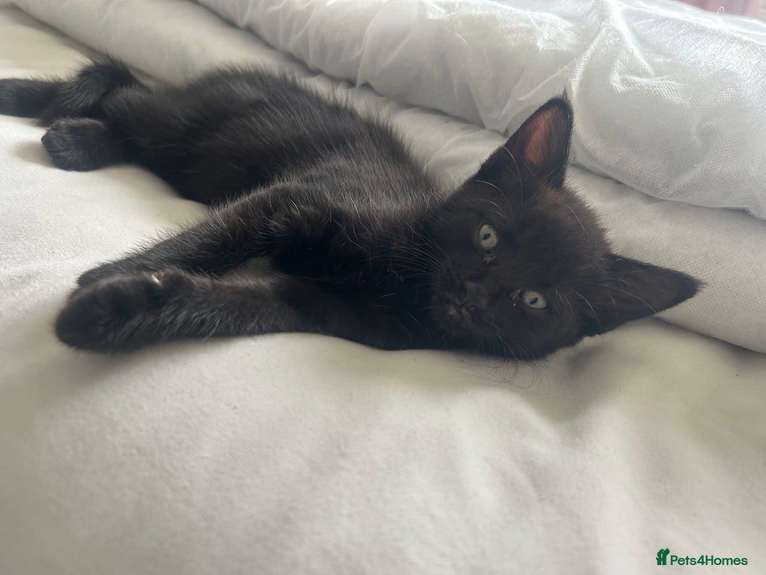 Mixed Breed cats for sale: Female black kitten  - Image 4
