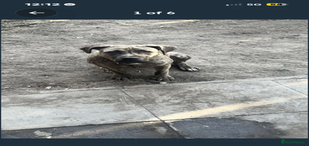 Gallery Image {{count}}