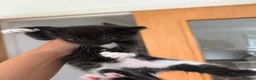 Mixed Breed cats for sale: Kittens for sale - Advert 4