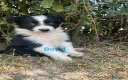 Border Collie dogs for sale: Border collie pups for sale  - Image 7