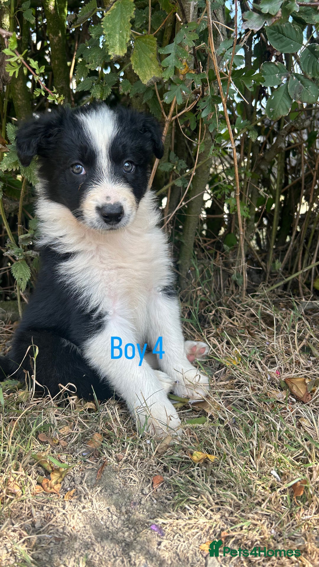 Border Collie dogs for sale: Border collie pups for sale  - Image 7