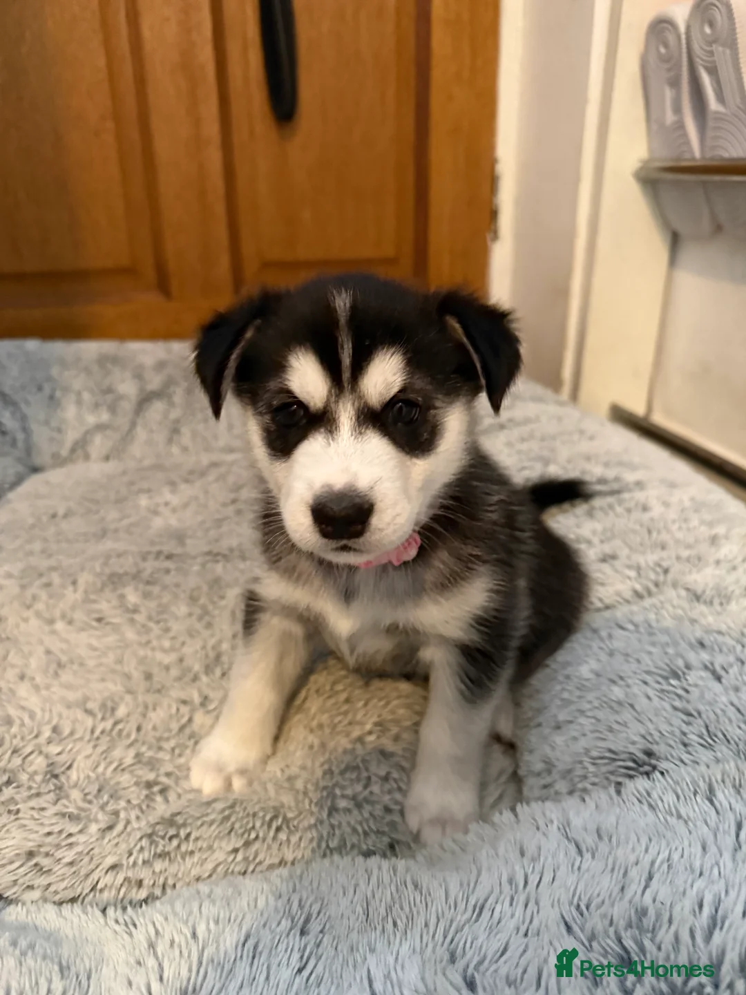 Siberian Husky dogs for sale: Gorgeous, Healthy & Fully Insured Siberian puppies in Stanmore - Advert 25