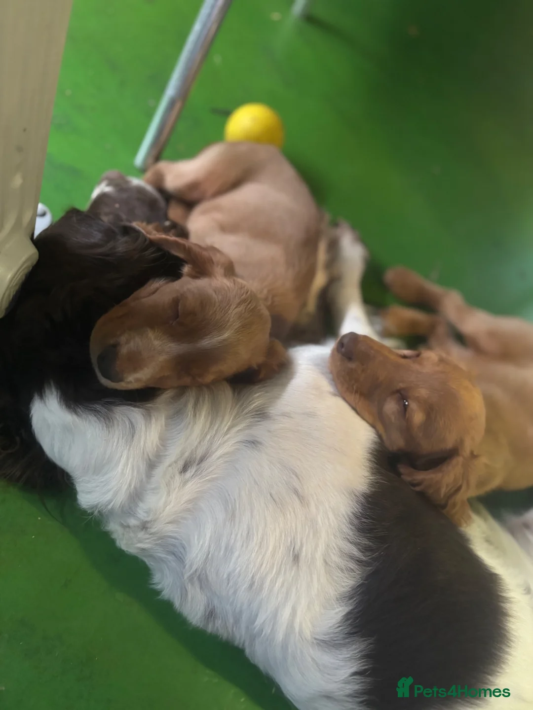 English Springer Spaniel dogs for stud: KC reg health tested working springer at stud in Rushden - Advert 5
