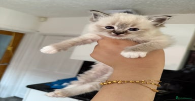 Ragdoll cats - Advert 13
