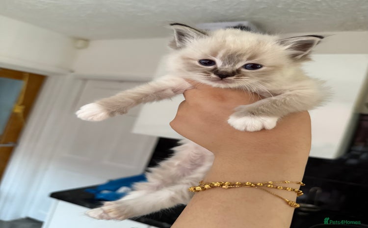 Ragdoll cats - Advert 3