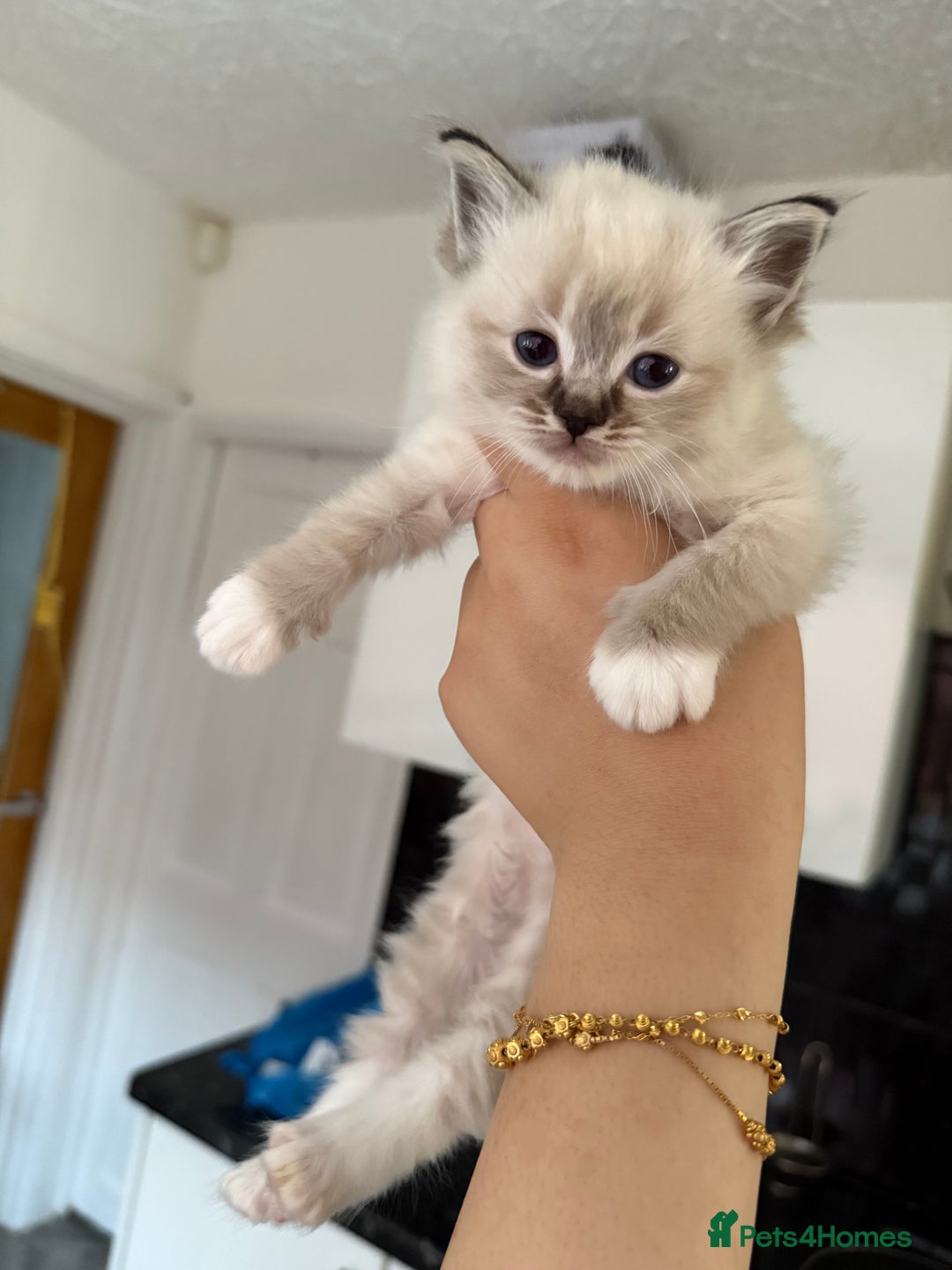 Ragdoll cats for sale: 7 beautiful seal/lynx point ragdoll kittens - Image 2