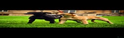 Whippet dogs for stud: Kc whippet stud - Advert 1