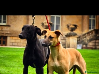 Whippet dogs Kc whippet stud - Advert 12