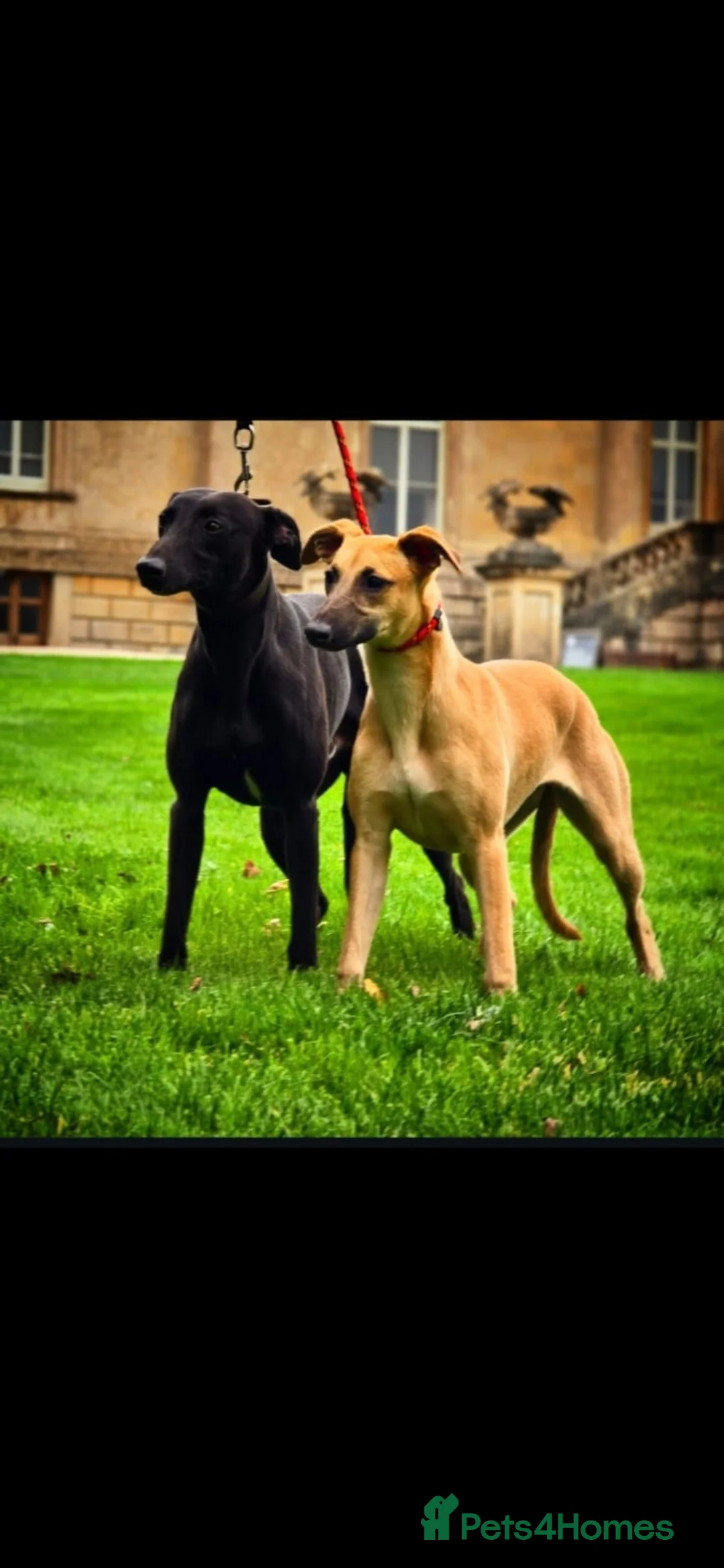 Whippet dogs for stud: Kc whippet stud - Advert 1