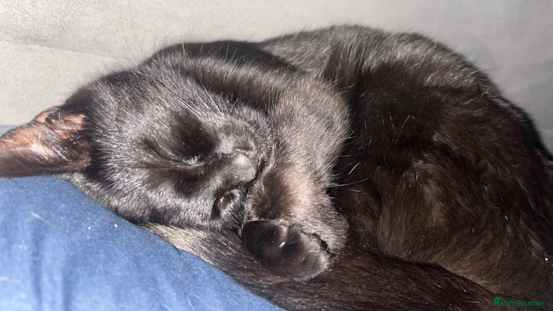 British Shorthair cats for sale: Gorgeous girl  in Motherwell - Advert 2