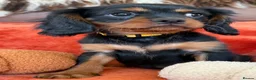 Cavalier King Charles Spaniel dogs for sale: KC registered Cavalier King Charles Ready Now - Advert 7