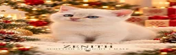 Scottish Fold cats for sale: Beautiful Scottish Boys Looking for Loving Homes - Advert 7