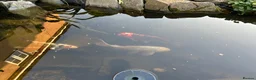 Koi Carp fish for sale: 4 adult koi carp in Bridgwater - Advert 1