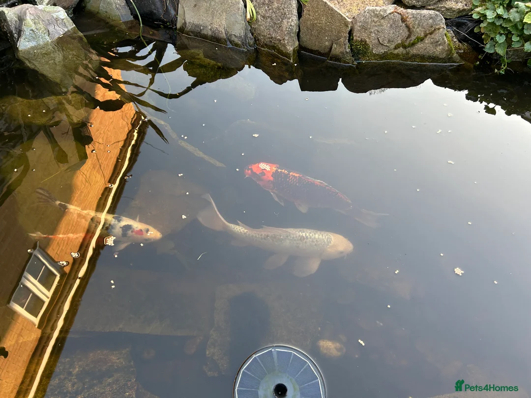 Koi Carp fish for sale: 4 adult koi carp in Bridgwater - Advert 1