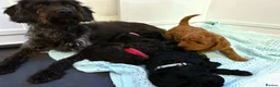 Labradoodle dogs for sale: Adorable Miniture F1B Labradoodle puppies - Advert 18
