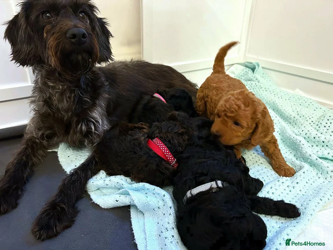 Labradoodle dogs for sale: Adorable Miniture F1B Labradoodle puppies - Advert 18