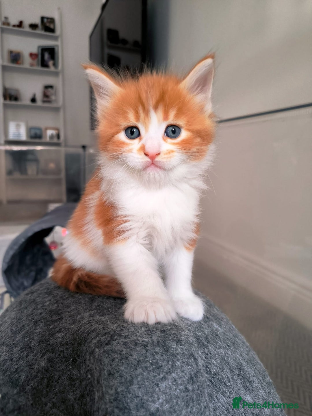 Maine Coon cats for sale: Maine coon mix kittens  - Advert 14