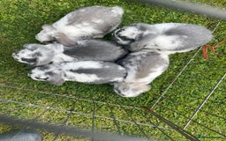 Mini Lop rabbits for sale: Beautiful Mini Lop Bunnies - Image 17