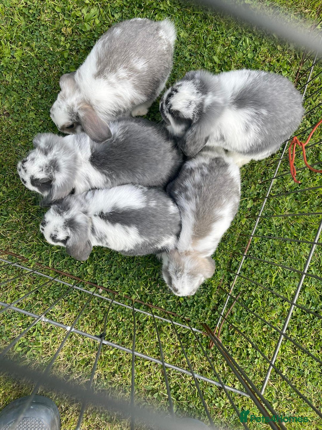 Mini Lop rabbits for sale: Beautiful Mini Lop Bunnies - Image 17