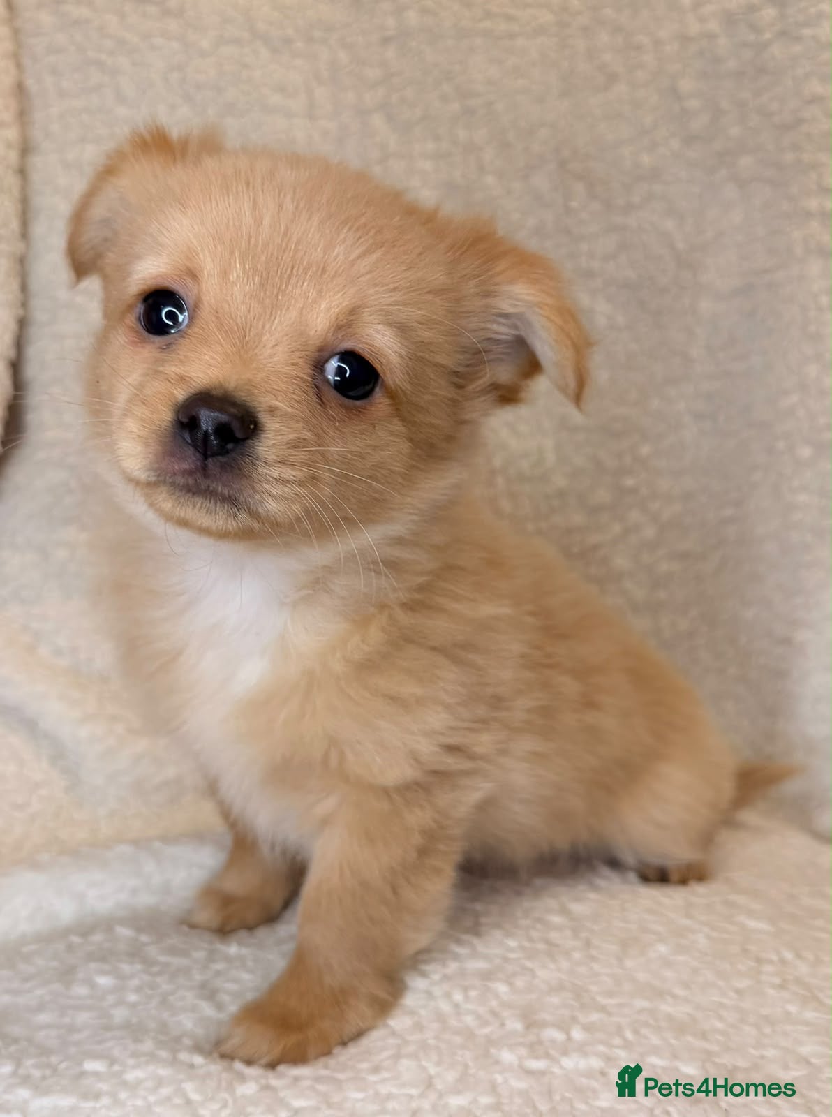Mixed Breed dogs Pomeranian x chihuahua pups  - Advert 2