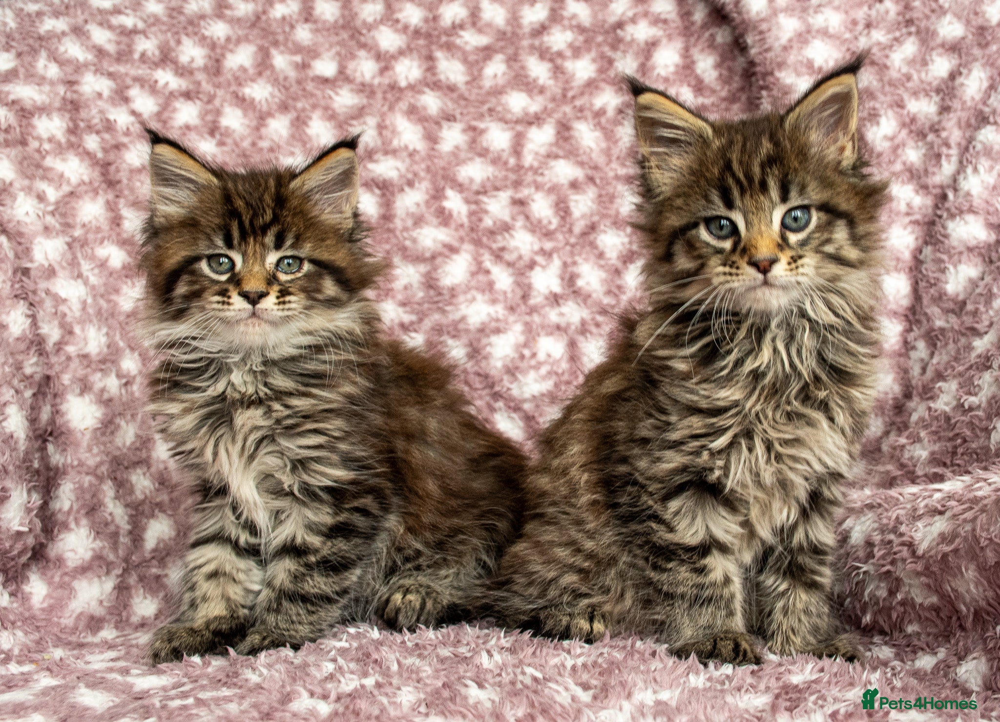 Maine Coon cats Beautiful Maine Coon Kittens - Advert 2