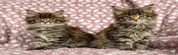 Maine Coon cats for sale: Beautiful Maine Coon Kittens - Advert 23
