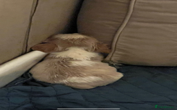 Cavalier King Charles Spaniel dogs for sale: 6 cavalier king Charles spaniel puppies - Image 2