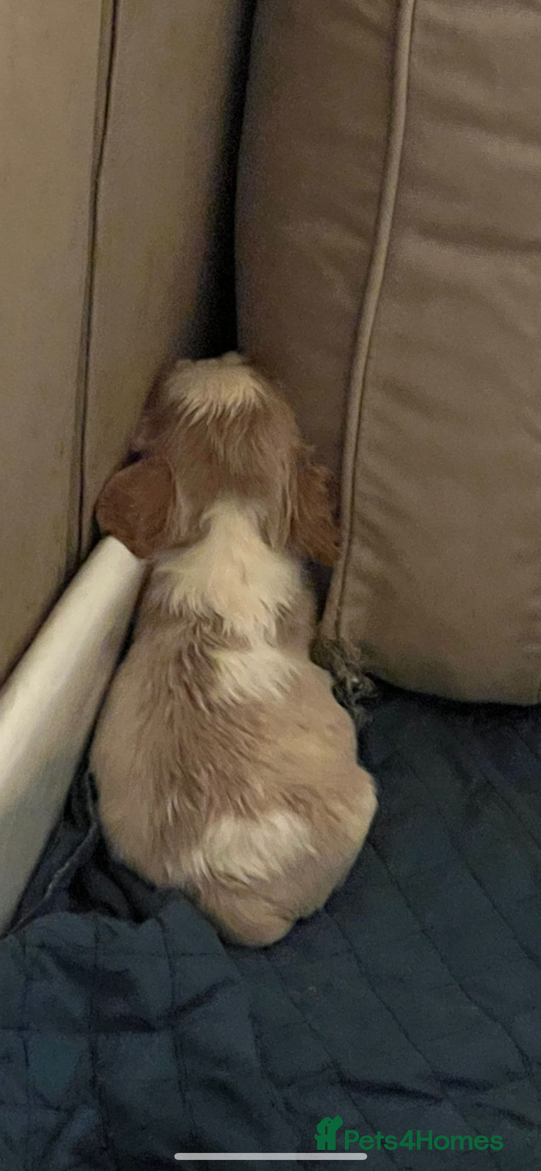 Cavalier King Charles Spaniel dogs for sale: 6 cavalier king Charles spaniel puppies - Image 2