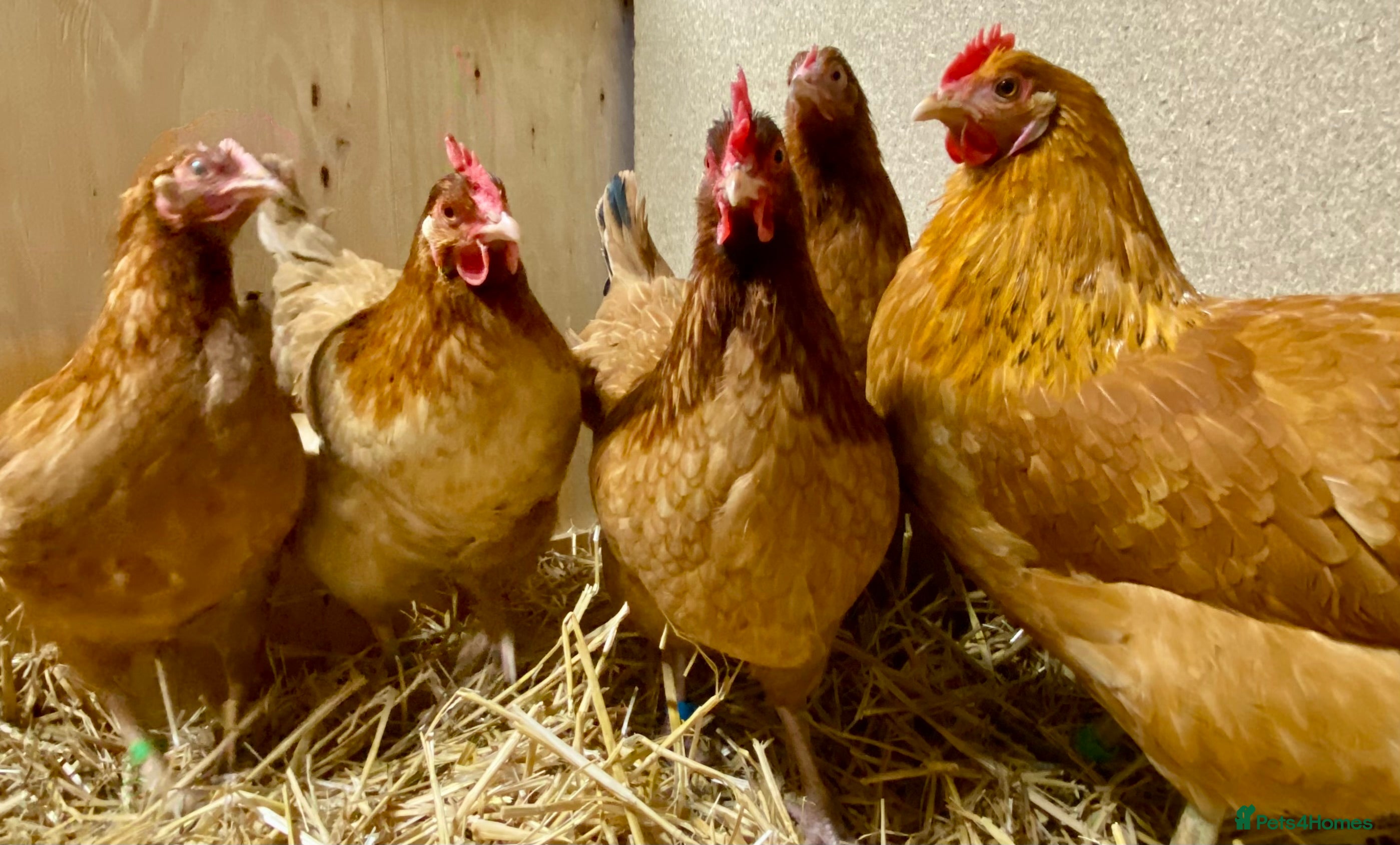 Chickens poultry Rhode Island Red x Light Sussex POL - Advert 1