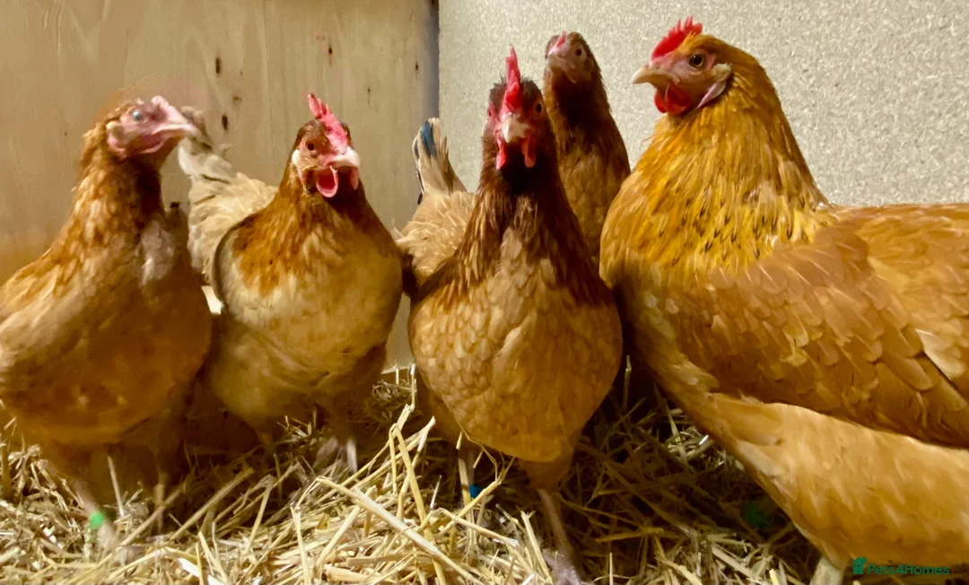 Chickens poultry for sale: Rhode Island Red x Light Sussex POL - Advert 1