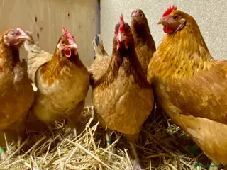 Chickens poultry Rhode Island Red x Light Sussex POL - Advert 1