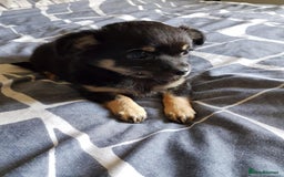 Chihuahua dogs for sale: Gorgeous Chihuahua puppies, ready now. - Image 1
