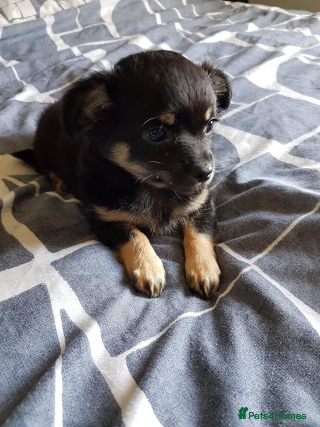 Chihuahua dogs for sale: Gorgeous Chihuahua puppies, ready now. - Image 1