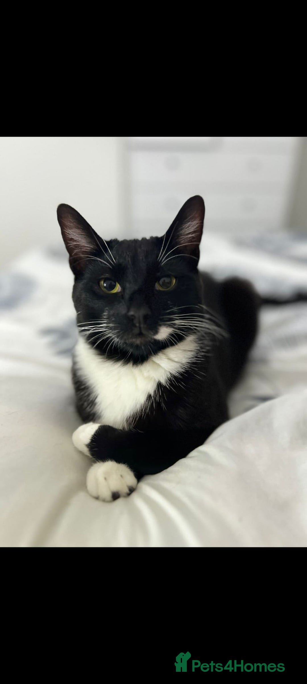 Mixed Breed cats for sale: Lovely Bonded pair (M+F) - must stay together - Advert 14